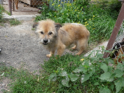 Kostek 