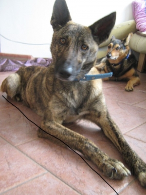Afra