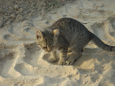 Kajtek