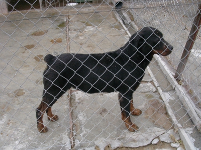 Sunia rasy rottweiler