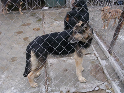 Kora